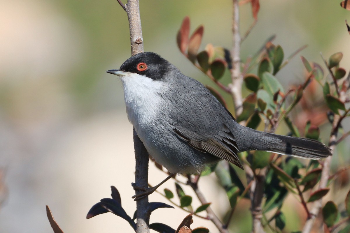 Средиземноморская славка - ML646911603