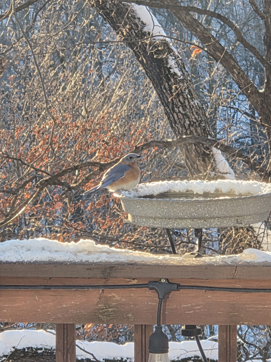 Восточная сиалия - ML646911604