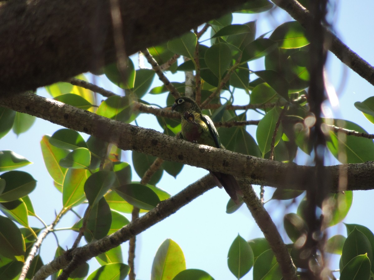 Каштановобрюхая которра - ML646911615