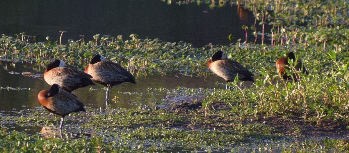 White-faced Whistling-Duck - ML646911617