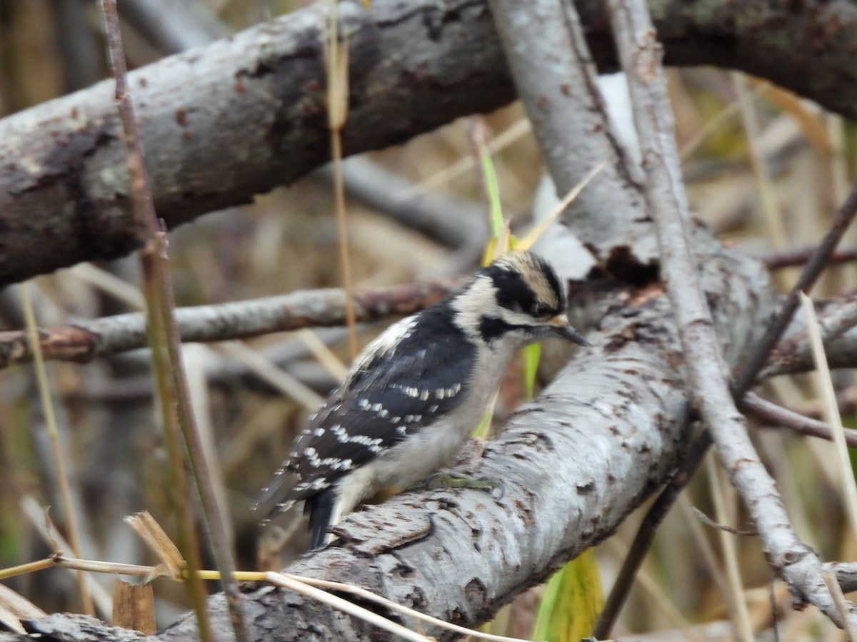 Пушистый дятел - ML646911620