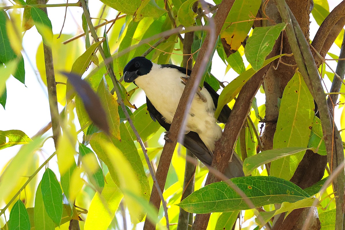 Белогорлая ванга - ML646911622