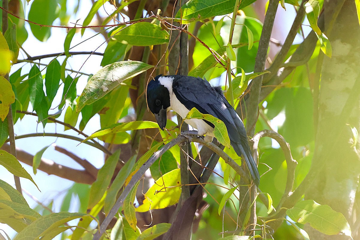 Белогорлая ванга - ML646911623