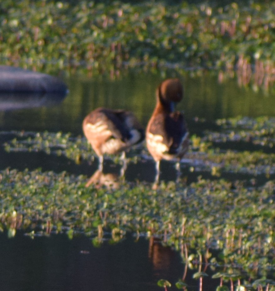 Рыжая древесная утка - ML646911624