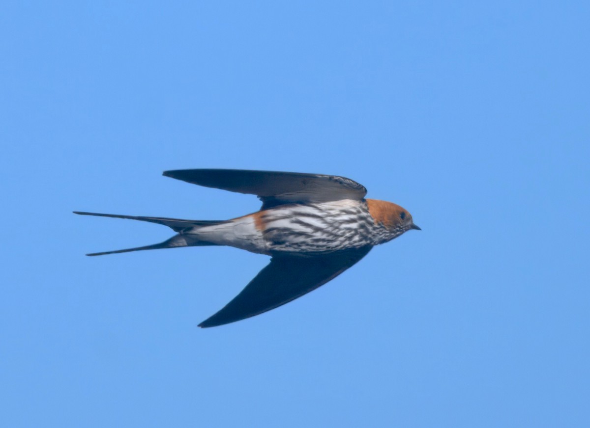 Рыжеголовая ласточка - ML646911633