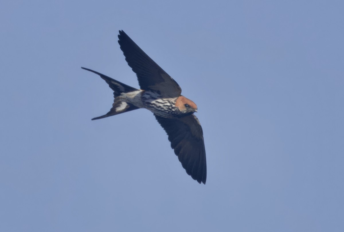 Рыжеголовая ласточка - ML646911636