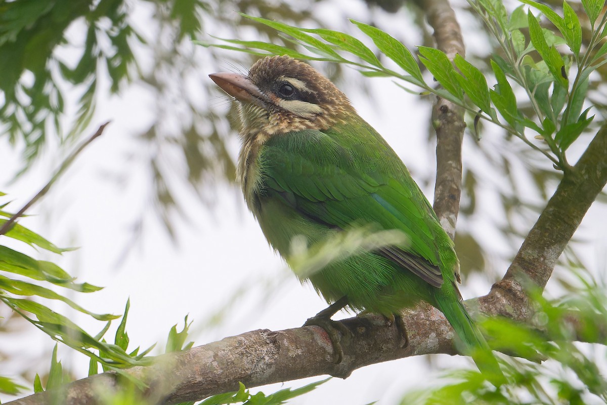 Белоухий бородастик - ML646911638