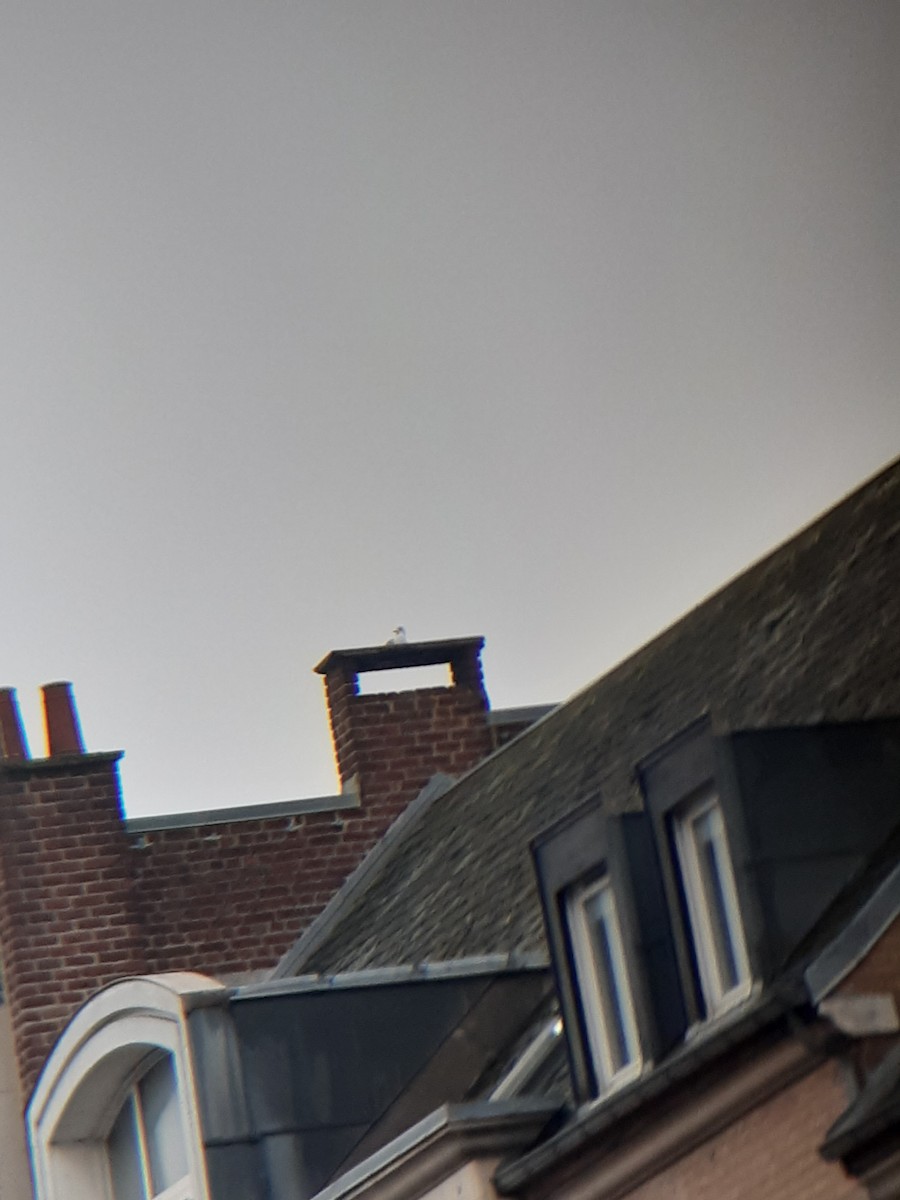 Озёрная чайка - ML646911640