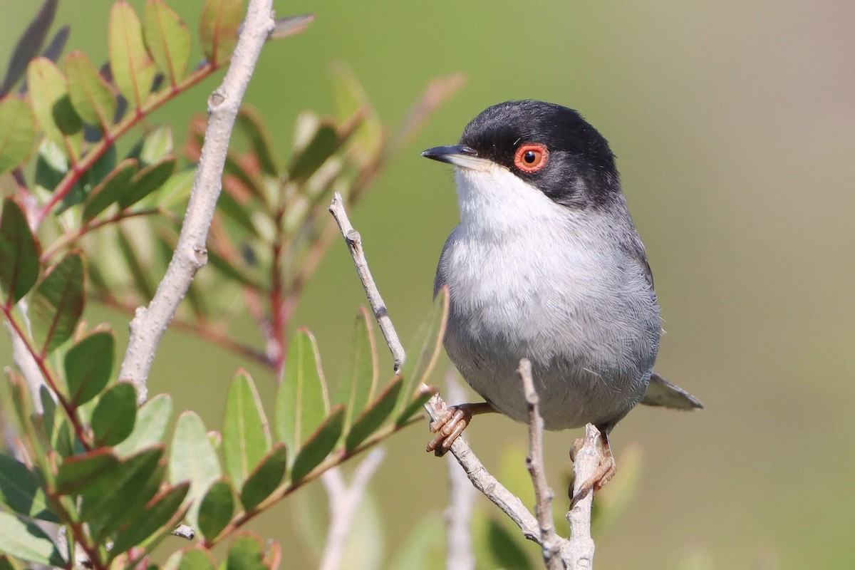 Средиземноморская славка - ML646911642