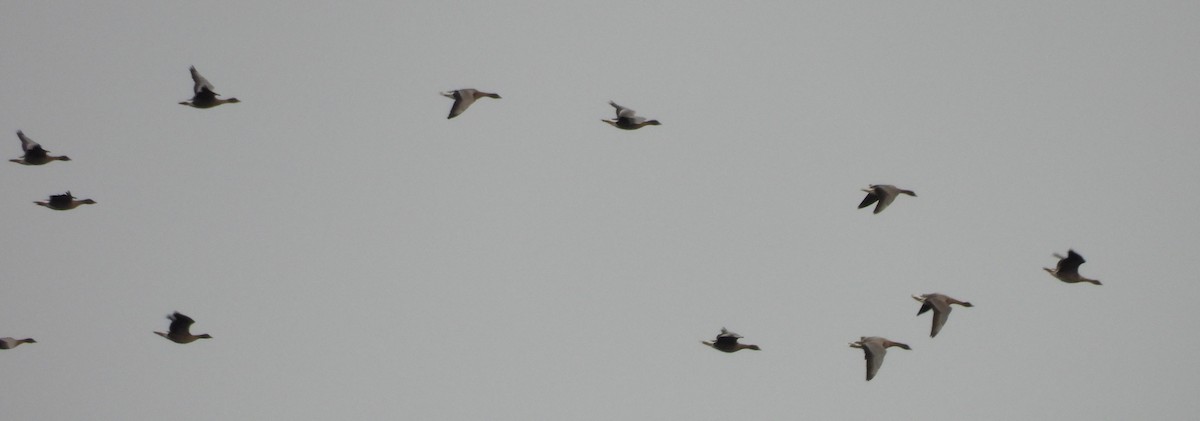 Короткоклювый гуменник - ML646911643