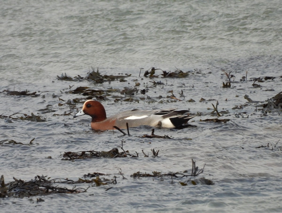 Свиязь - ML646911644