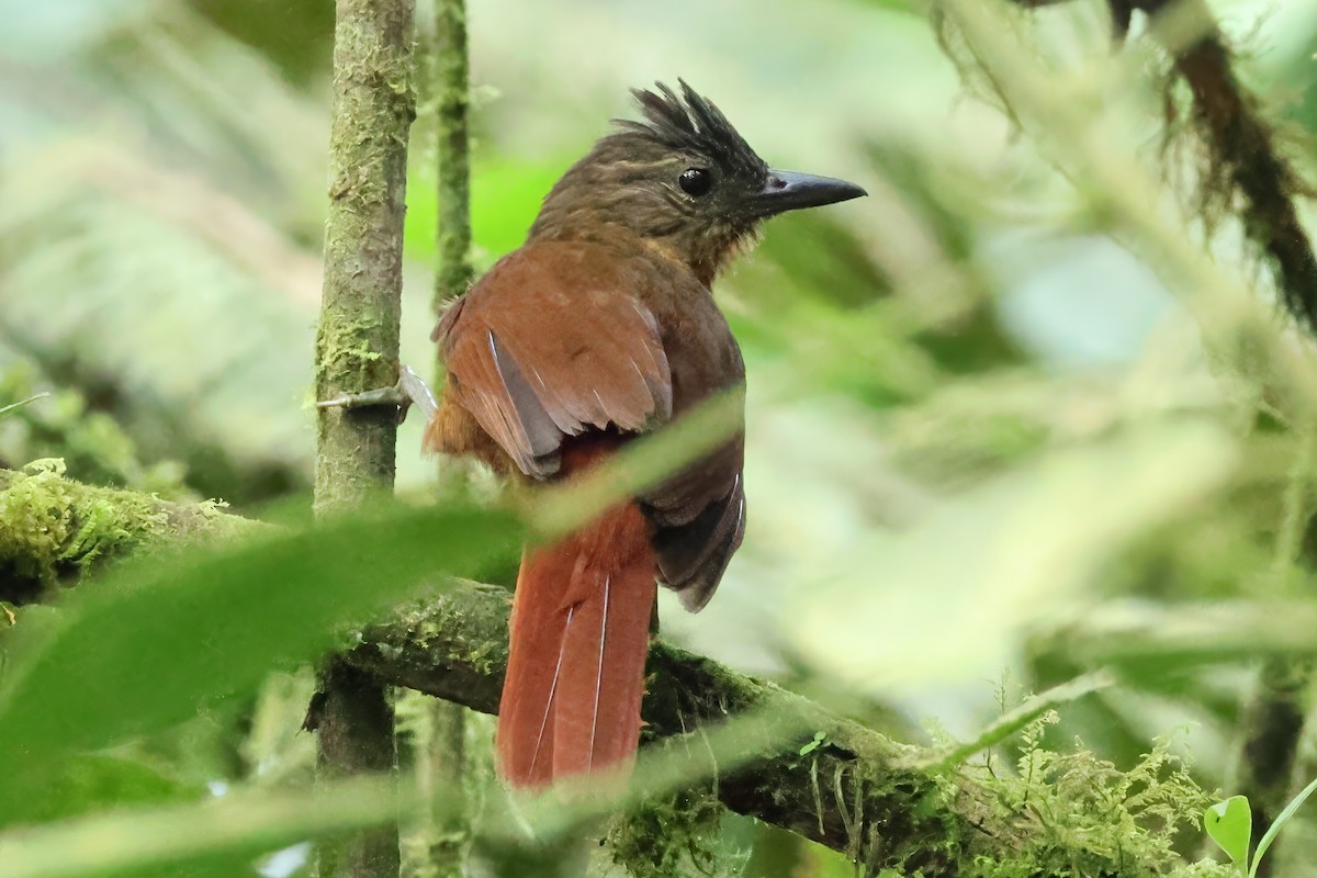 Пестроголовый лесовик - ML646911650