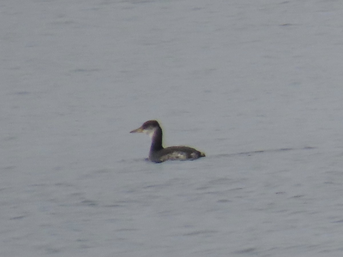 Серощёкая поганка - ML646911651