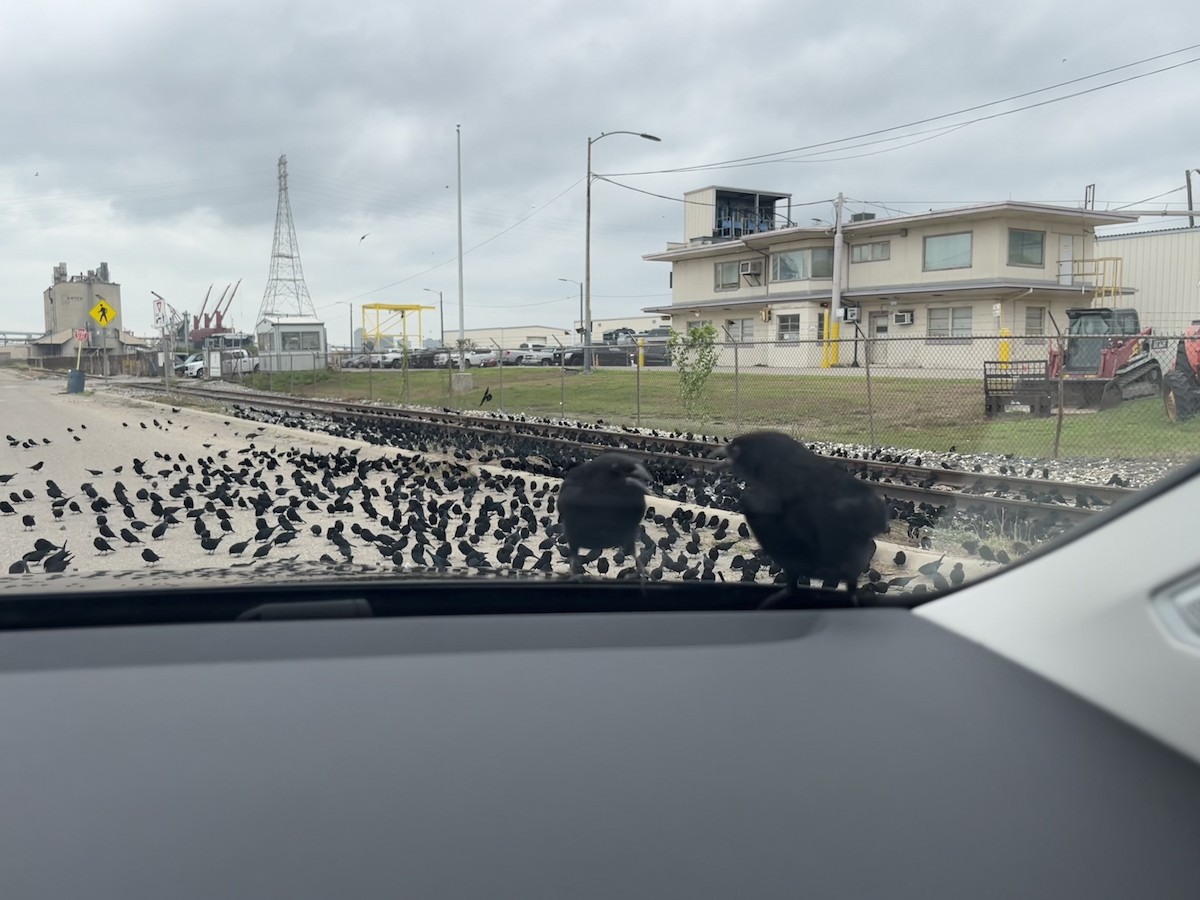 Bronzed Cowbird - ML646911652