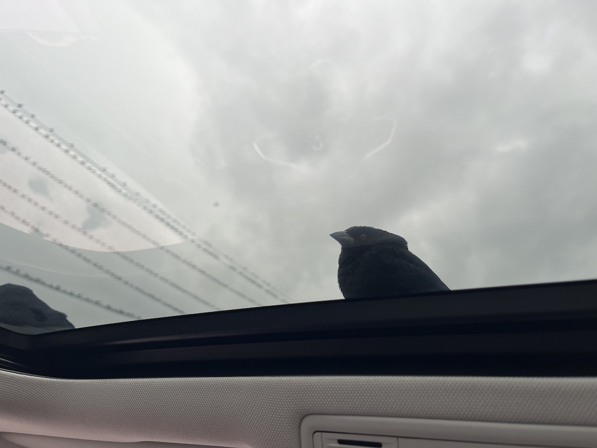 Bronzed Cowbird - ML646911653