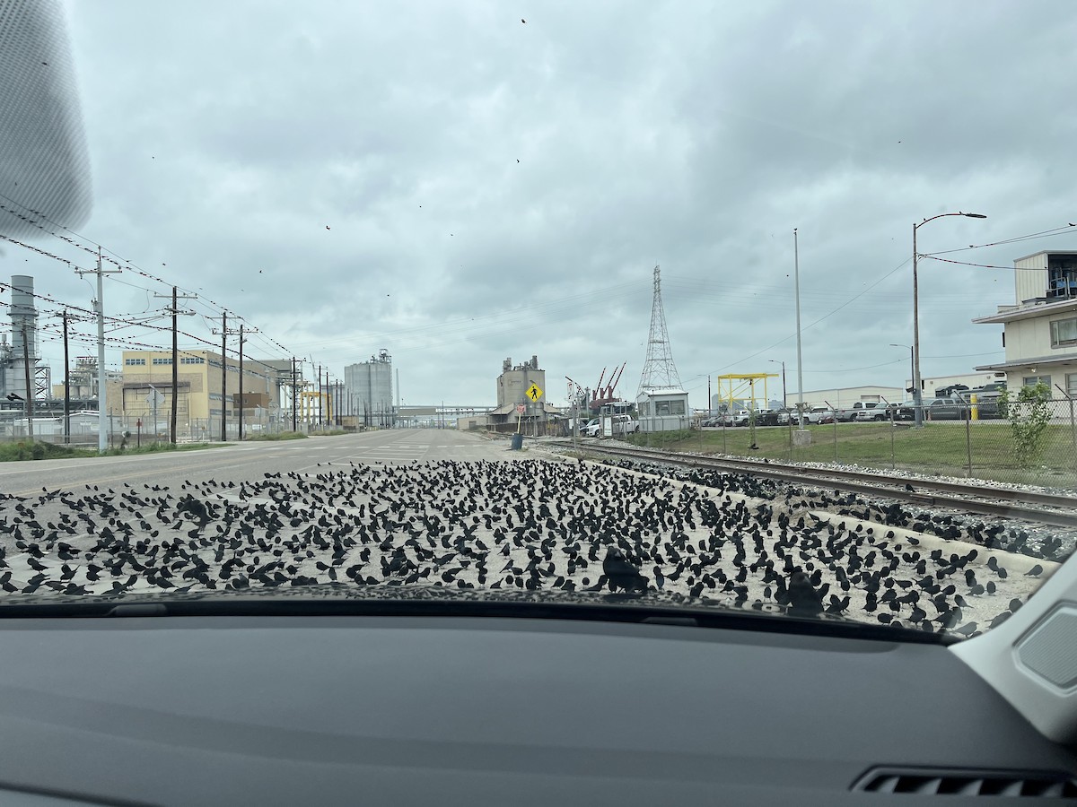 Bronzed Cowbird - ML646911654