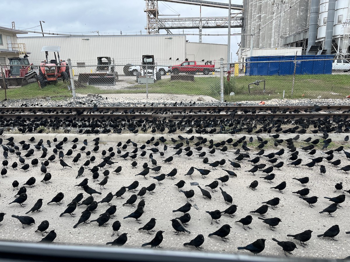 Bronzed Cowbird - ML646911655