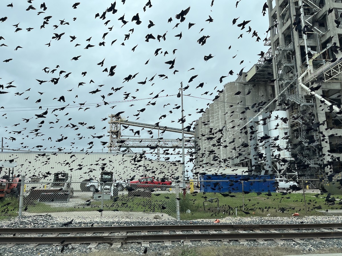 Bronzed Cowbird - ML646911656