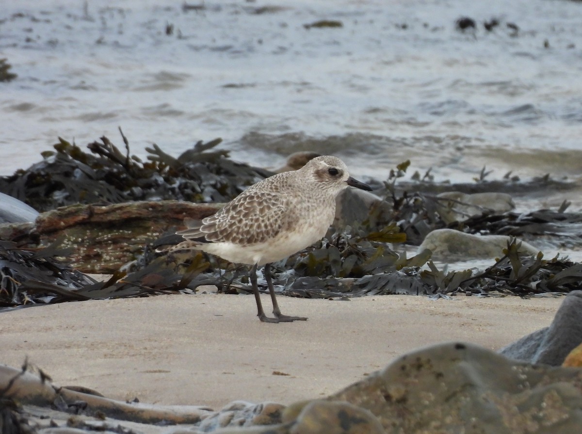 Тулес - ML646911657