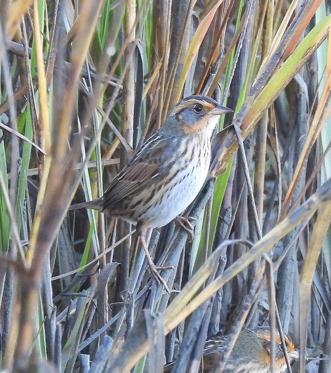 Spitzschwanzammer - ML646911673