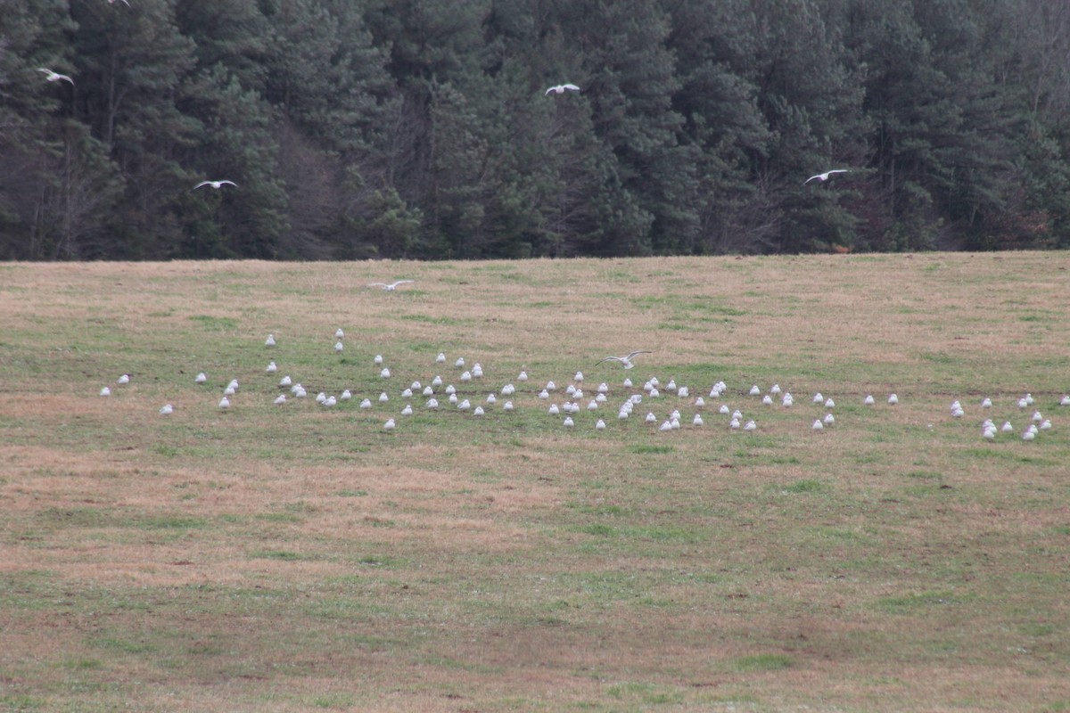 שחף עקוד-מקור - ML646911674