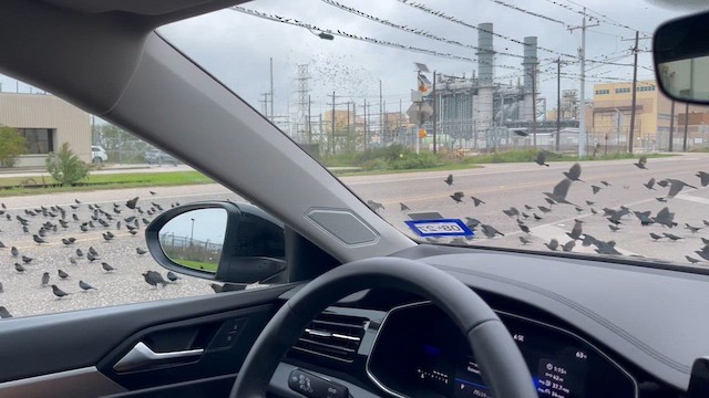 Bronzed Cowbird - ML646911683