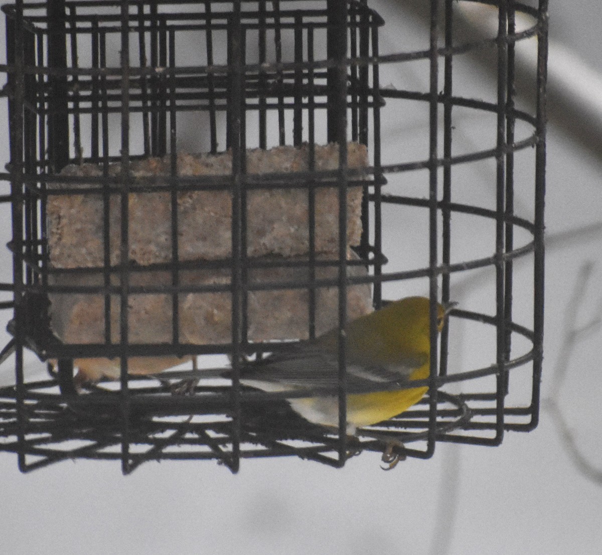 Pine Warbler - ML646911696