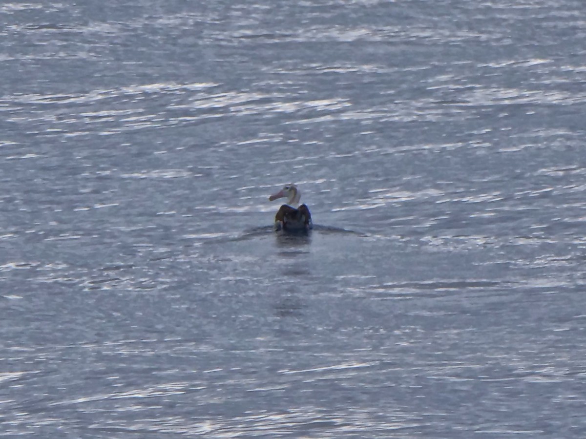 Альбатрос сніжний - ML646911697