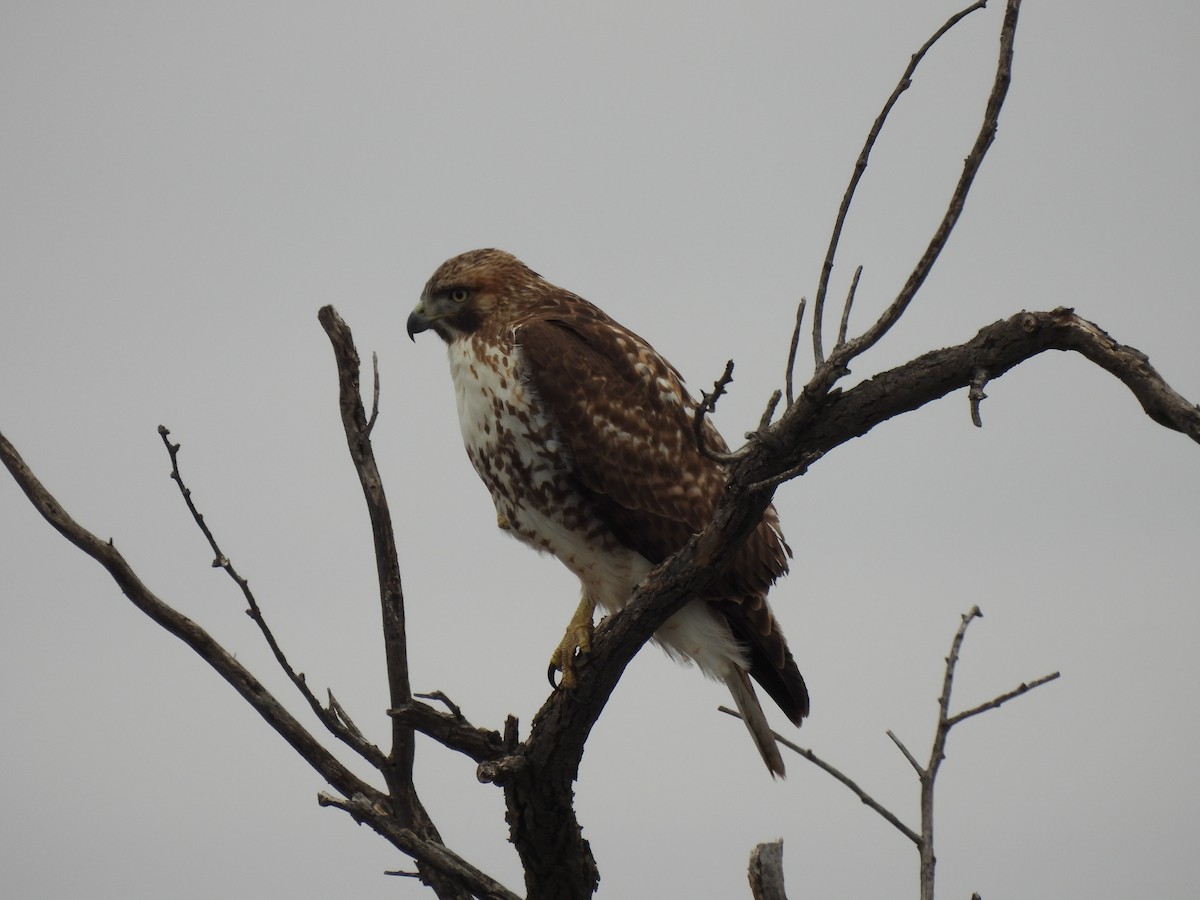 Red-tailed Hawk - ML646911698