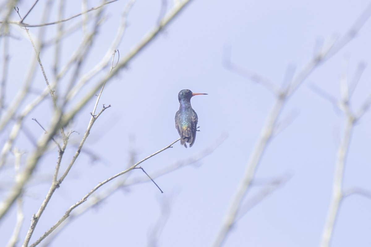 Rufous-throated Sapphire - ML646911699