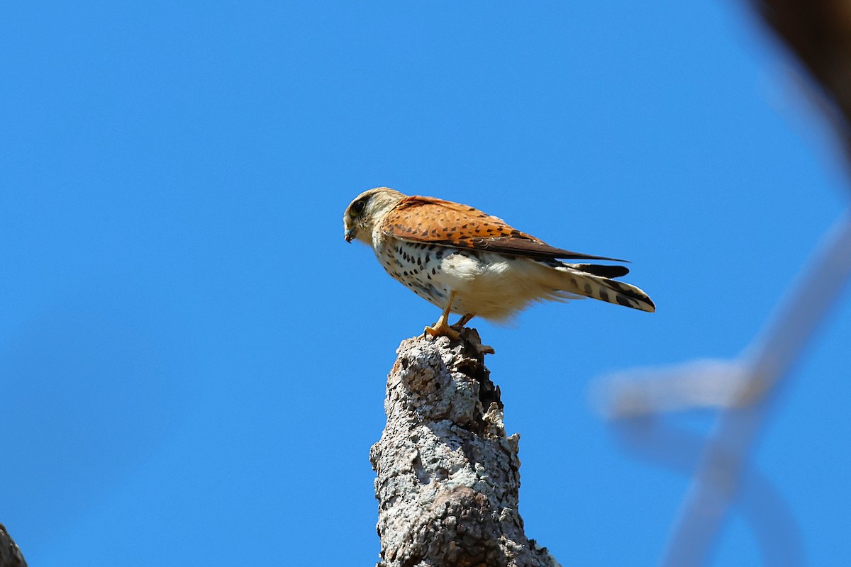 Malagasy Kestrel - ML646911711
