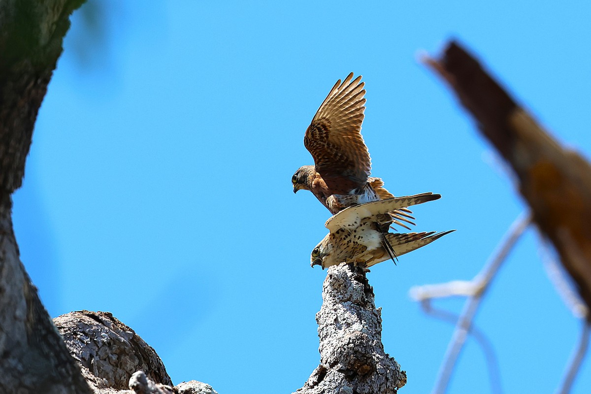 Malagasy Kestrel - ML646911712