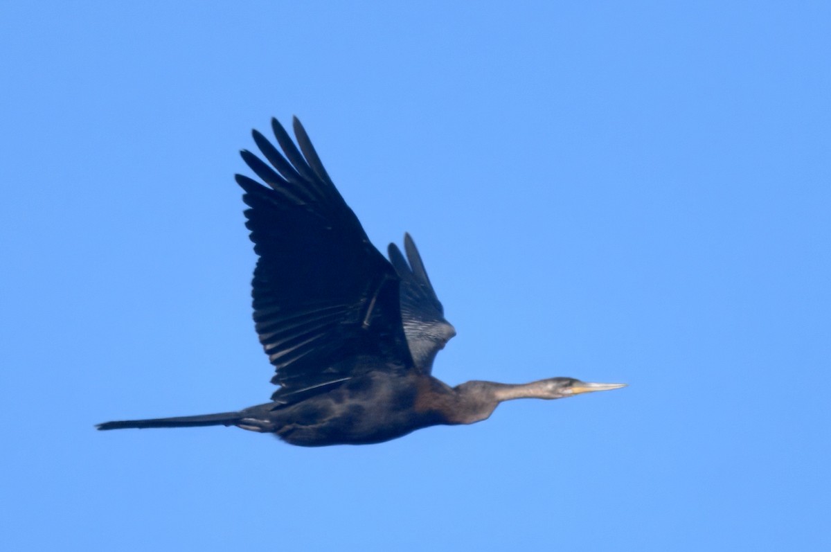 African Darter - ML646911714