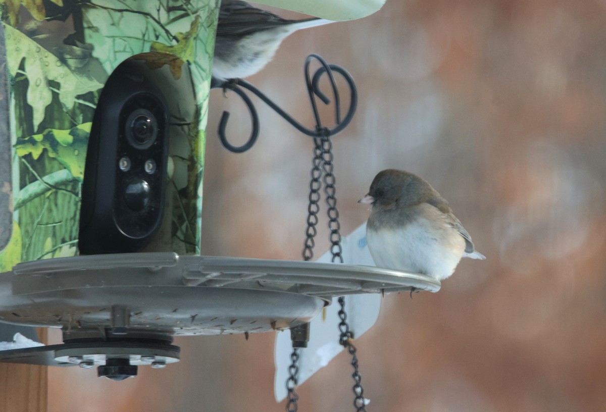 Dark-eyed Junco (Oregon) - ML646911716