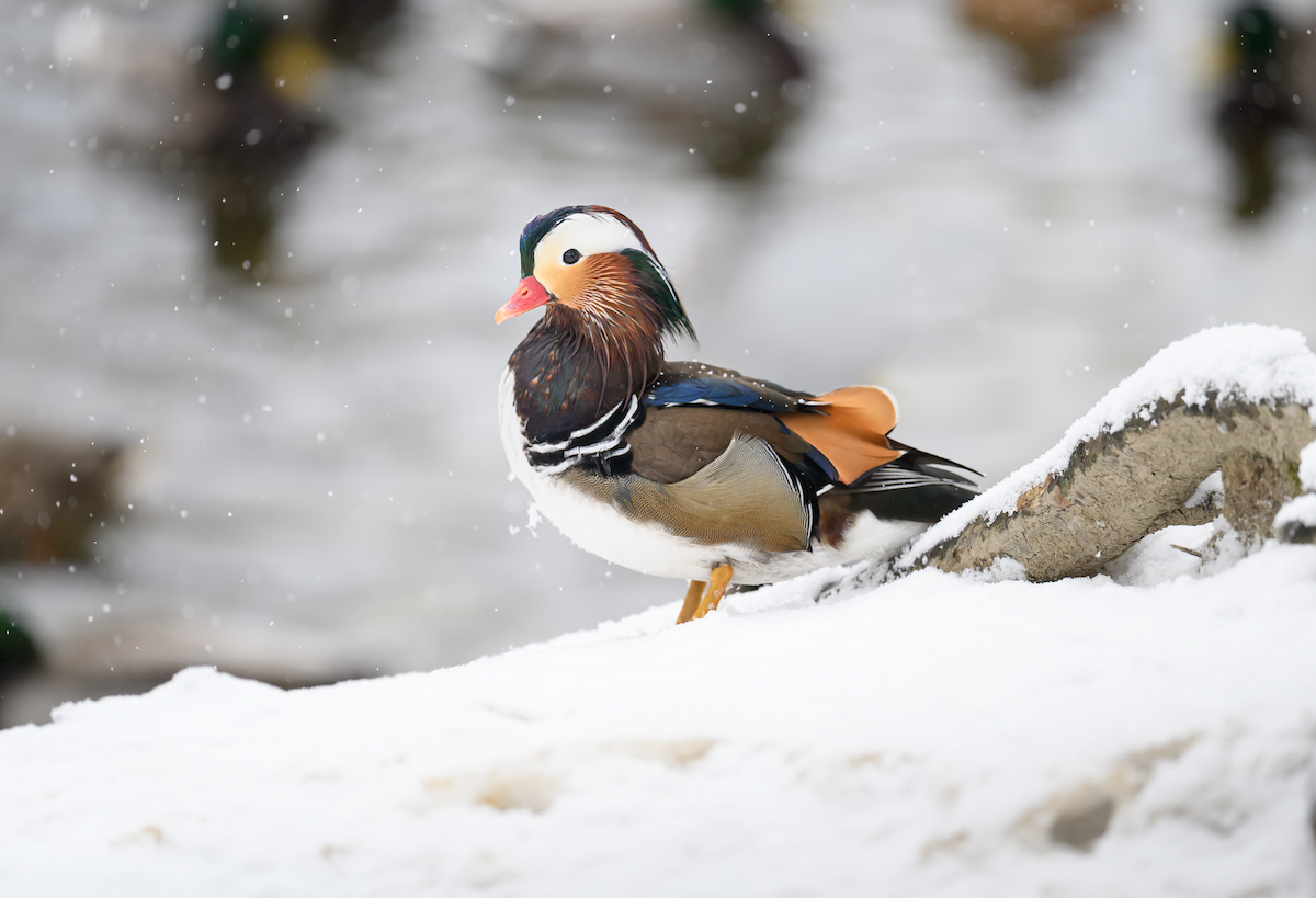 מנדרין סיני - ML646911730