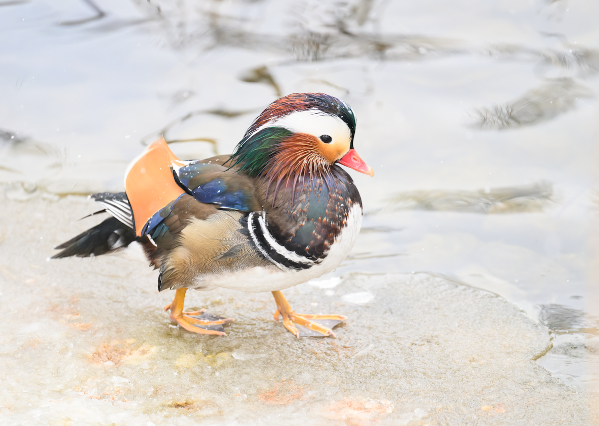 מנדרין סיני - ML646911731