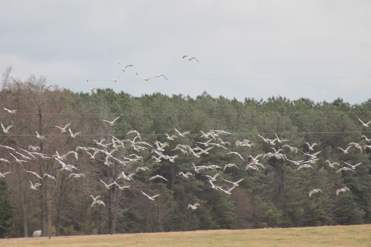 שחף עקוד-מקור - ML646911732