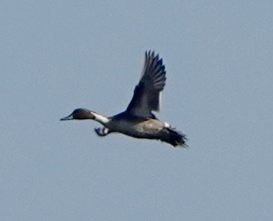 Northern Pintail - ML646911733