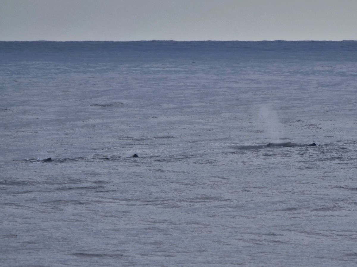 Sperm Whale - ML646911737