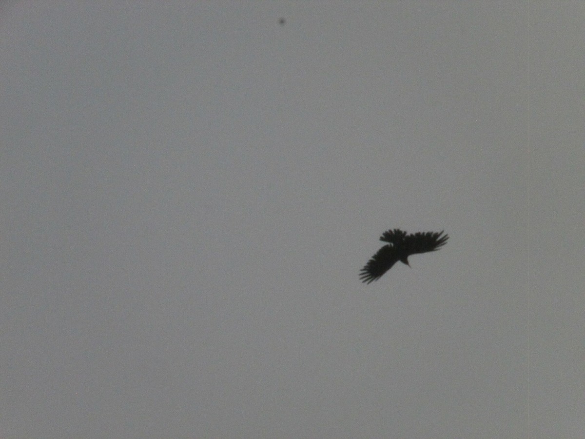 Red-billed Chough - ML646911738