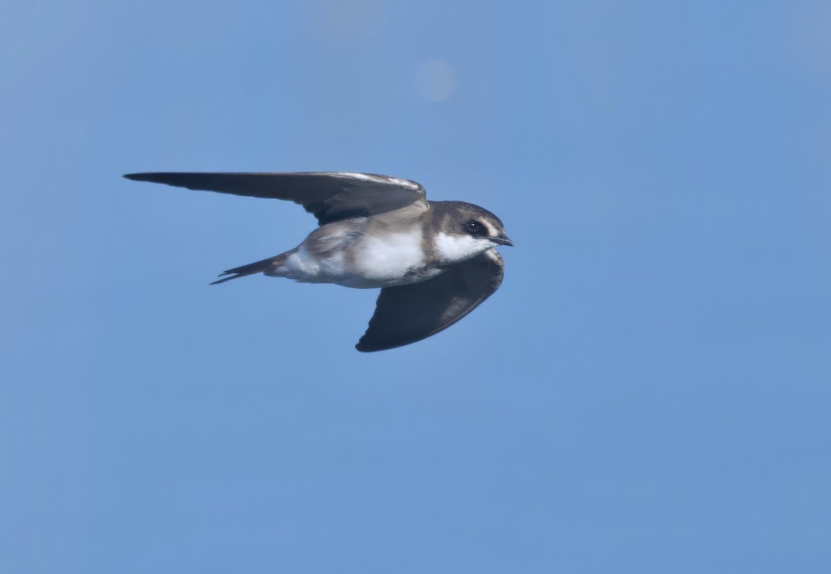 Banded Martin - ML646911753