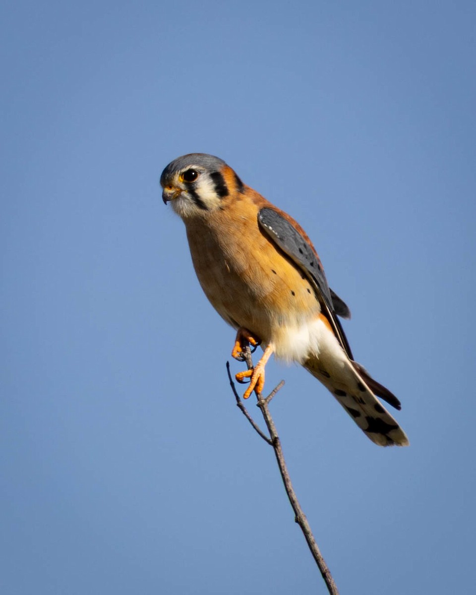 Cernícalo Americano - ML646911754