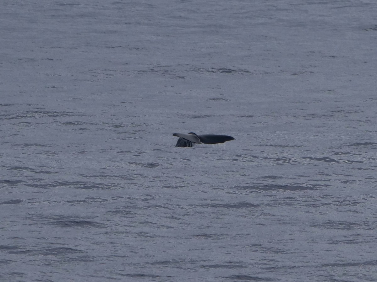 Sperm Whale - ML646911758