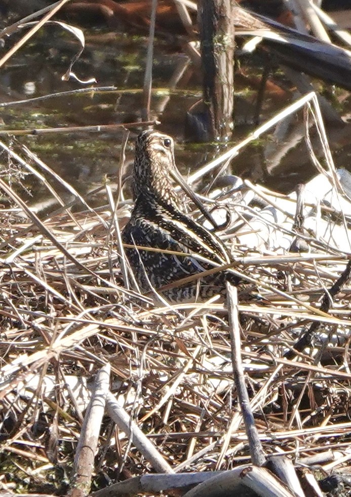 Wilson's Snipe - ML646911770