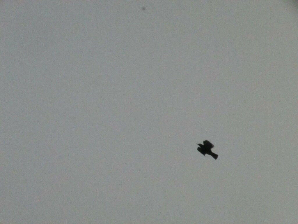 Red-billed Chough - ML646911781