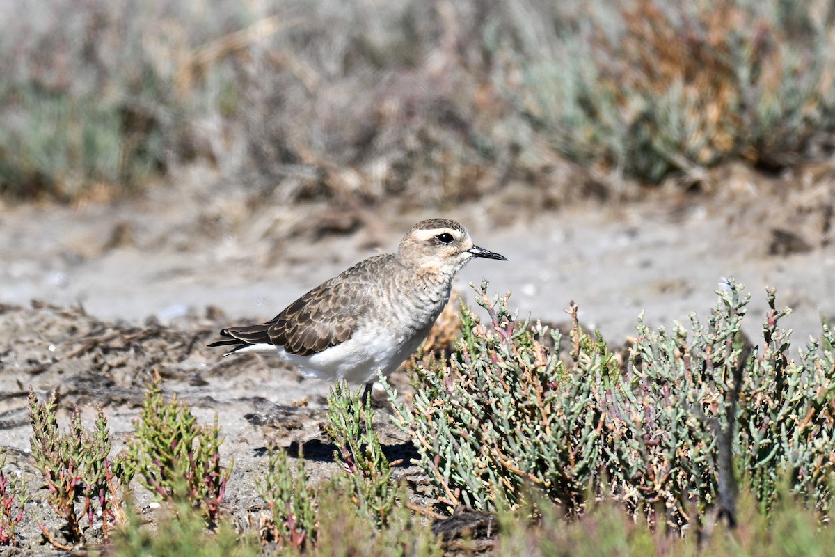 Corriere asiatico - ML646911787