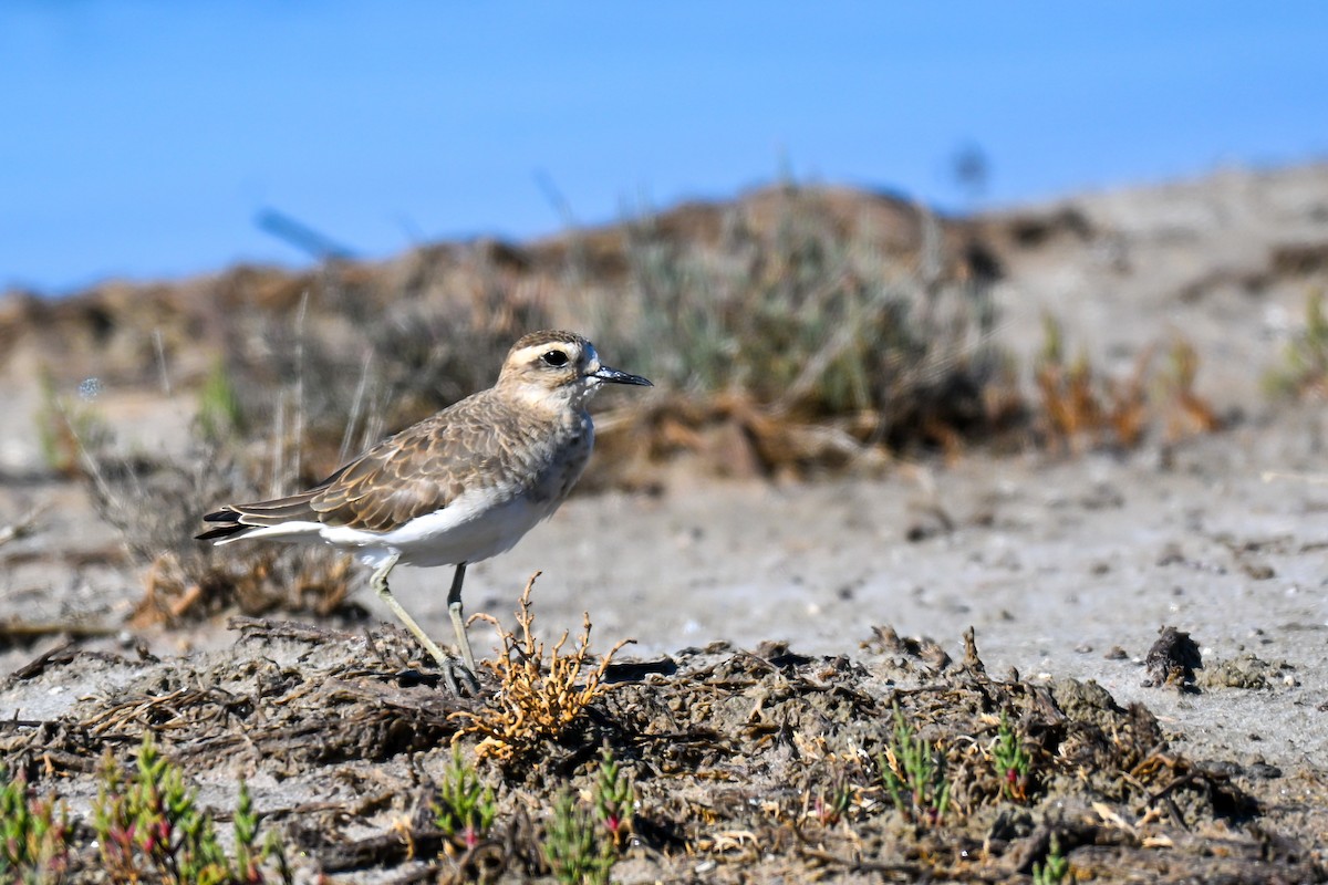 Corriere asiatico - ML646911789