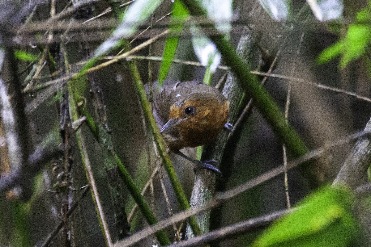 Blackish-gray Antshrike - ML646911804