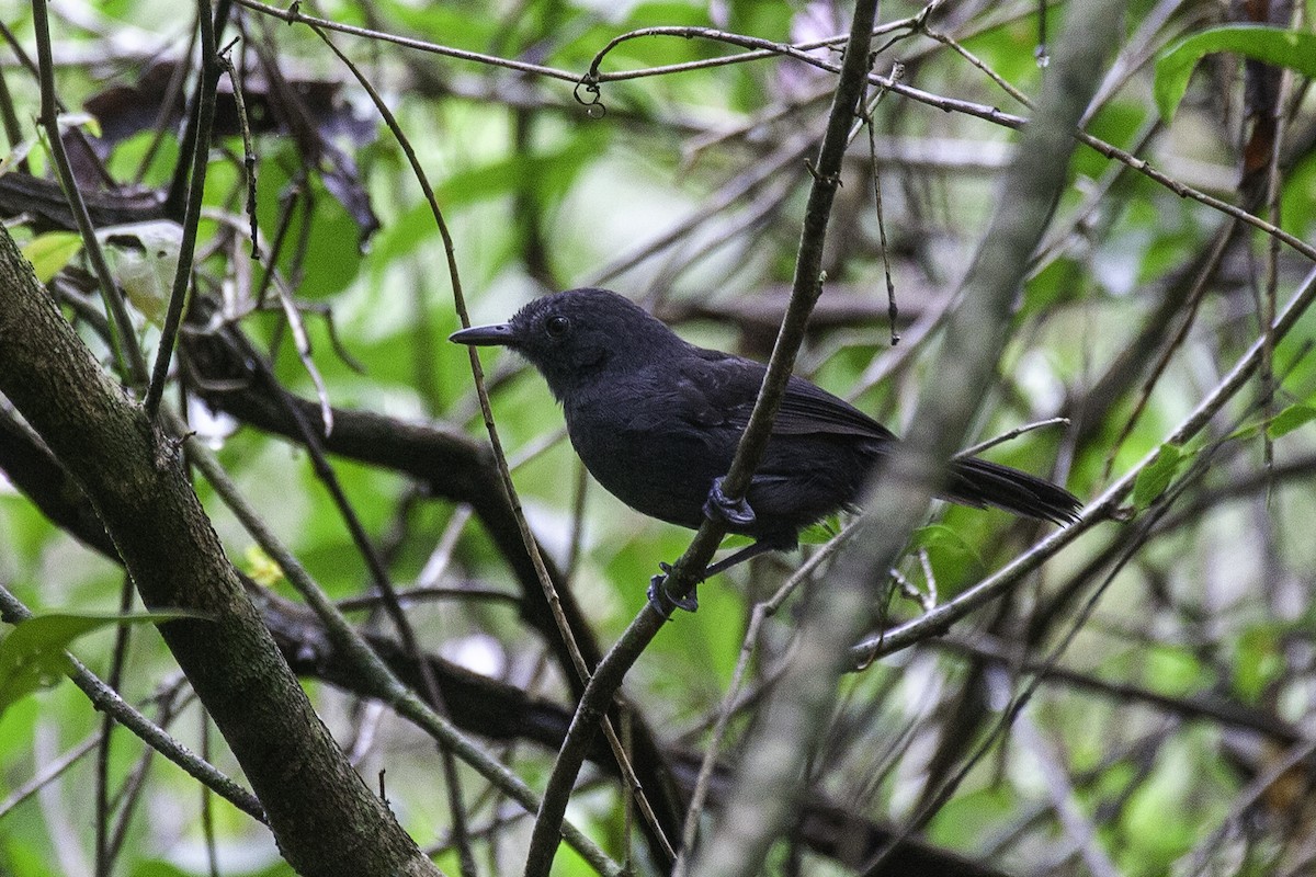 Blackish-gray Antshrike - ML646911805