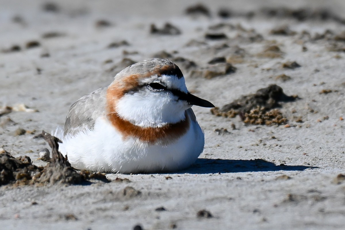 Chestnut-banded Plover - ML646911808